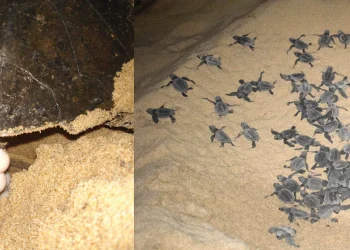 DIMO Continues its Commitment to Environmental Sustainability and Protecting Marine Life