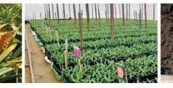 DFCC Bank Unveils ‘Krushibala’ Loan Scheme To Enhance Local Agri Businesses