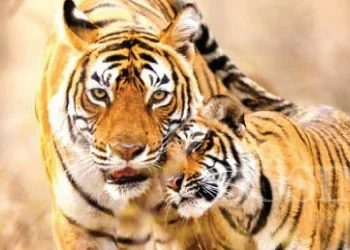 Mahipala, The Wildlife Lover