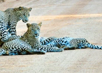 Listen To The Call Of Wild Sri Lanka