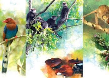 The Heritage Of Sinharaja