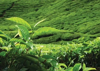 A Blue Ocean Branding Strategy: The Case Of Mlesna