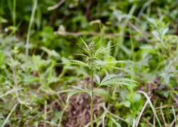 What are the Origins of Cannabis?