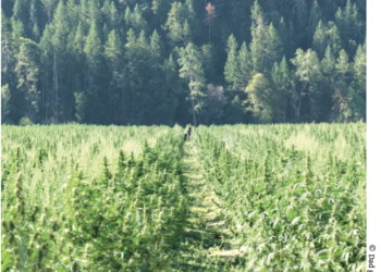 Five surprising countries that produce the best weed in the world