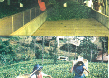 (Tea)thing Troubles?